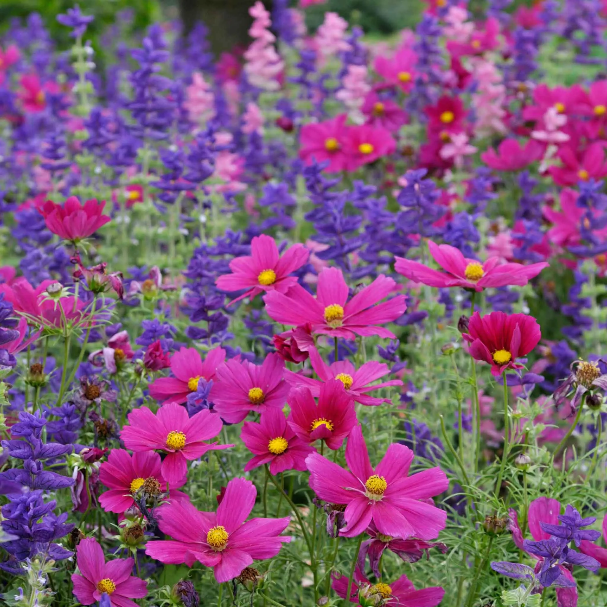 Cosmos Seeds - Dazzler