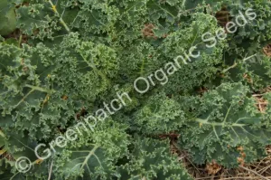 Kale - Dwarf Blue Curled