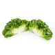 Lettuce Salanova Multi Leaf Hilbert RZ Seeds Hilbert