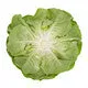Lettuce Salanova Multi Leaf Hilbert RZ Seeds Hilbert