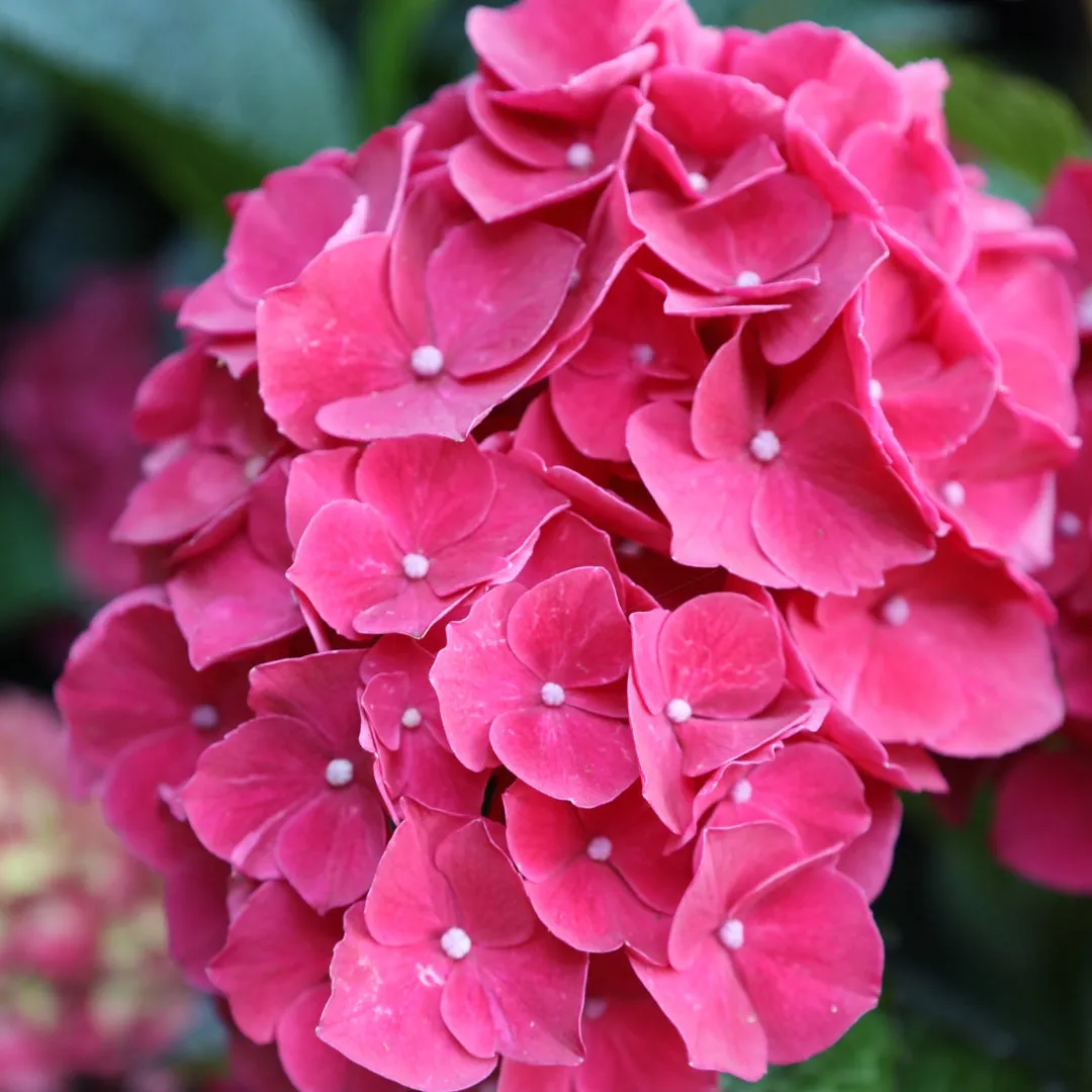Magical® Ruby Red Hydrangea