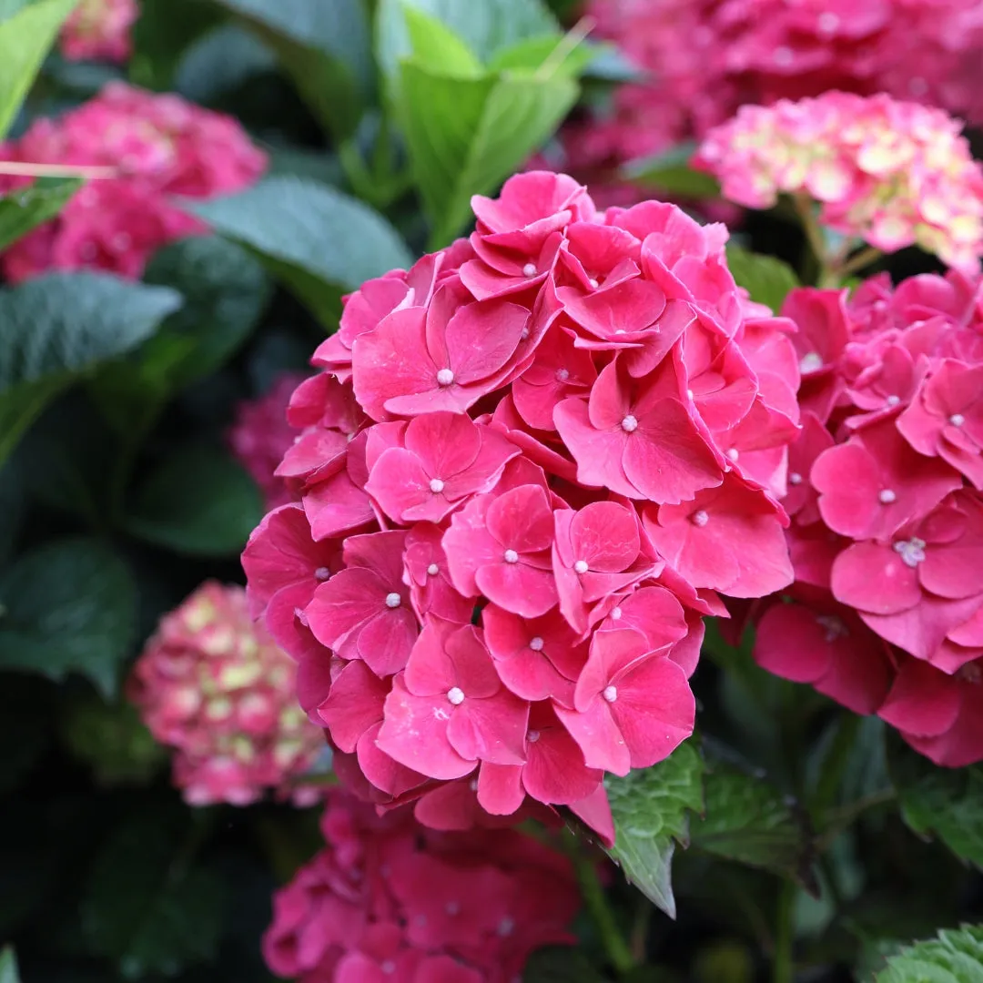 Magical® Ruby Red Hydrangea