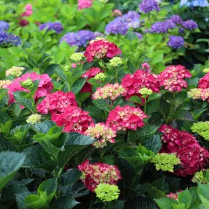 Magical® Ruby Red Hydrangea