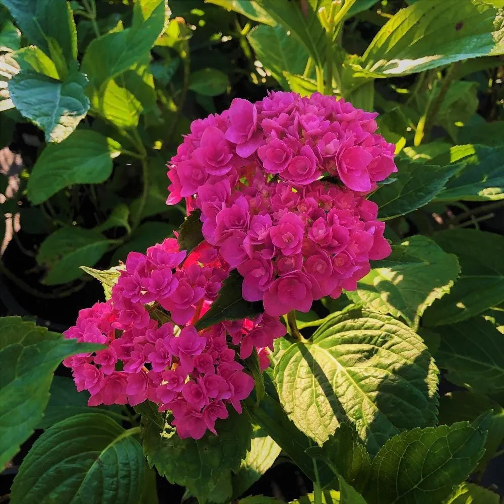 Magical® Ruby Red Hydrangea