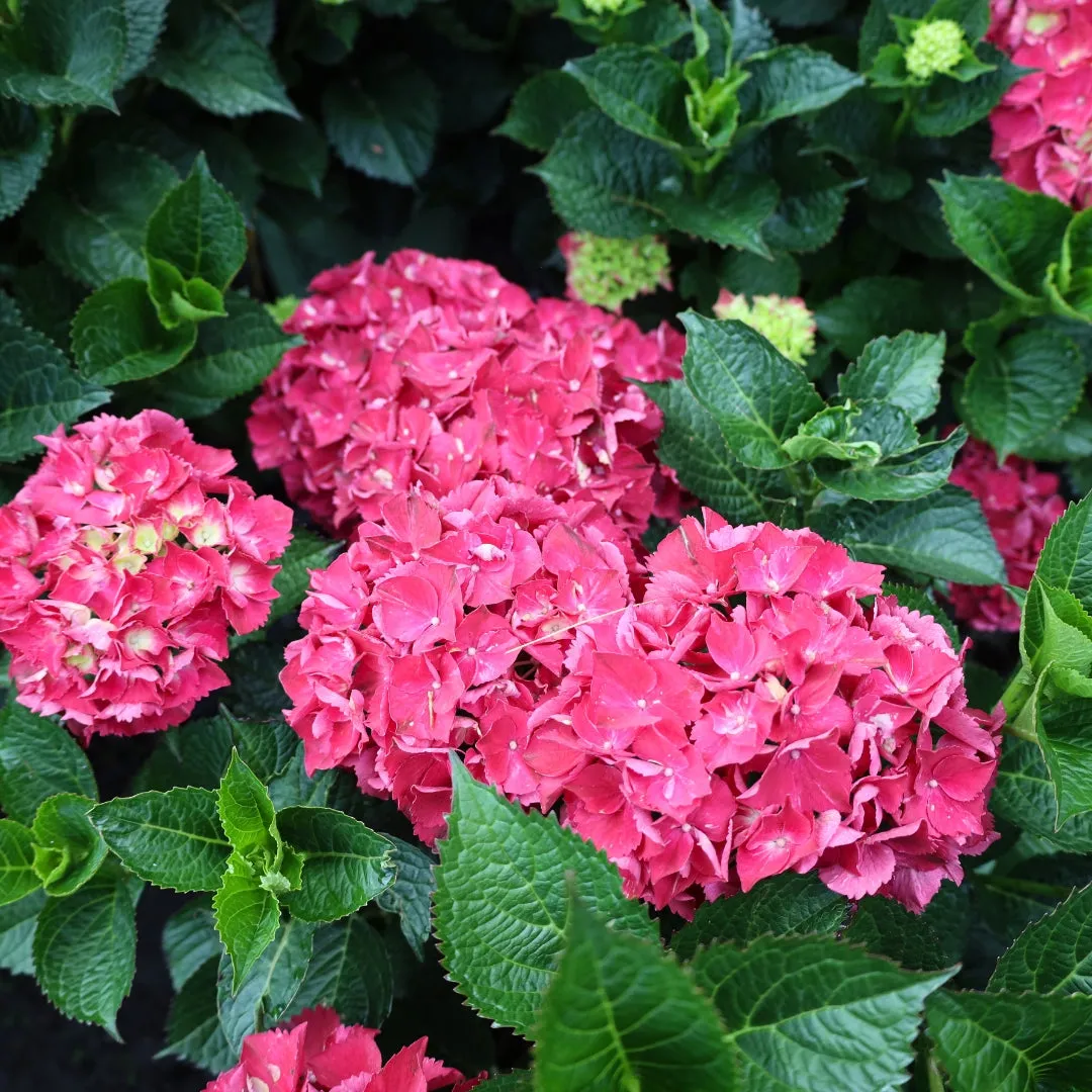 Magical® Ruby Red Hydrangea