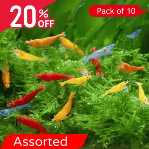 Neocaridina Primary Color Shrimps Assorted (Pack Of 10)