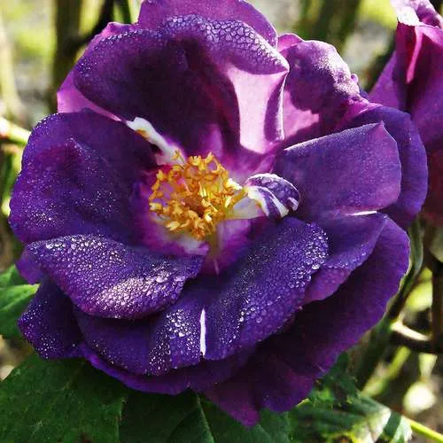 Rosa Rhapsody in Blue