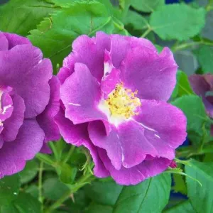 Rosa Rhapsody in Blue