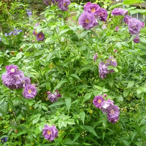 Rosa Rhapsody in Blue