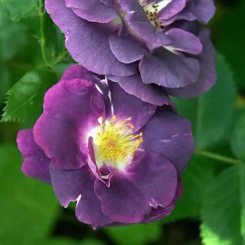 Rosa Rhapsody in Blue