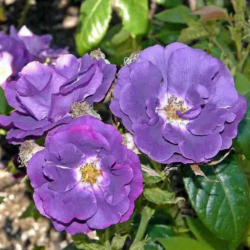Rosa Rhapsody in Blue