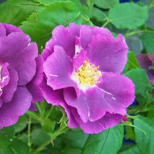 Rosa Rhapsody in Blue